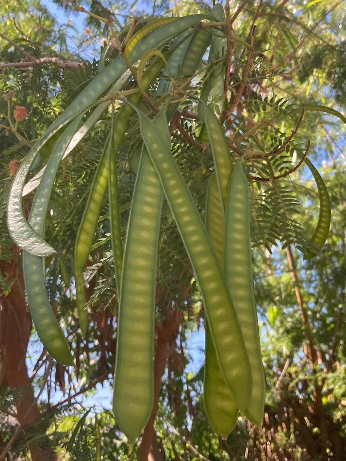 30 River Tamarind Seeds | Fast Growing Ornamental Tree | Leucaena leucocephala gallery