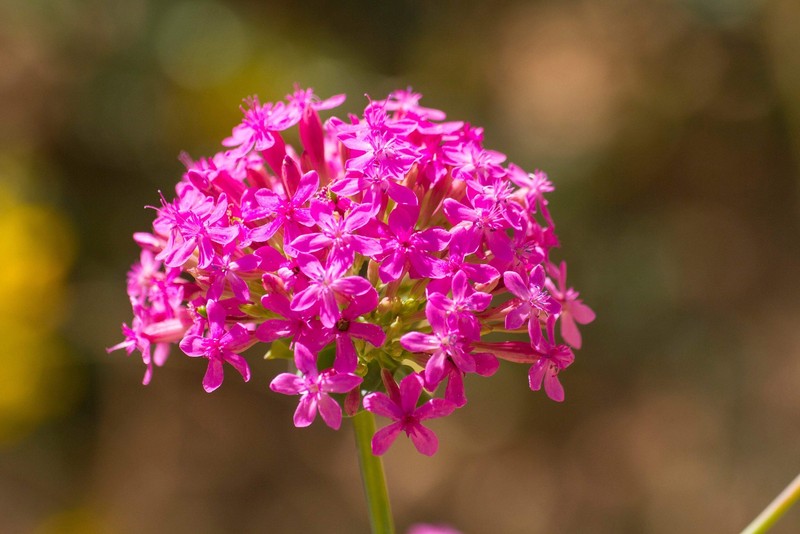 1000 TALL CATCHFLY (Campion / None So Pretty) Silene Armeria Pink Flower Seeds gallery