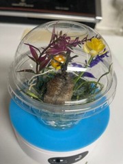 1 Nice FRESH Picked Praying Mantis Kit + 6 oz Hatching Cup Hatch 2025