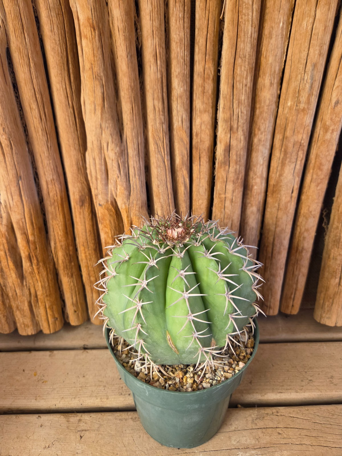 Melocactus concinnus gallery
