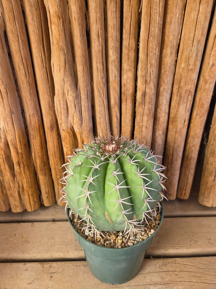 Melocactus concinnus