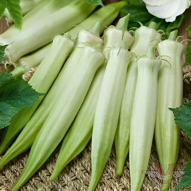 60 Heirloom Blondy Okra Seeds - High Yielding Compact Tender 3-5" Pods Organic gallery