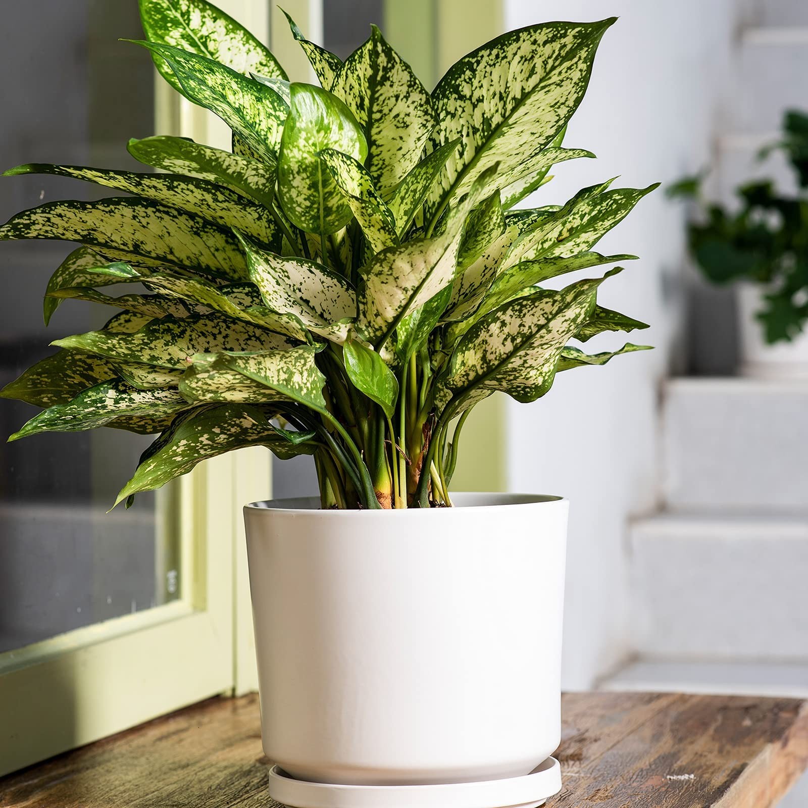 7 inch Plant Pots,Ceramic Flower Planters Indoor,Modern Succulents Containers... gallery