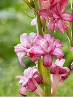 CHERRY Double Polianthes Tuberose Bulbs - US Seller