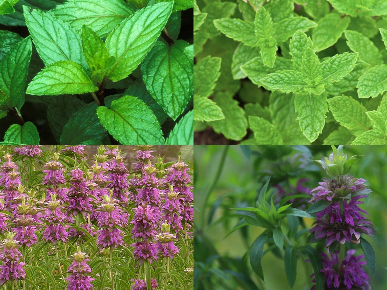 Mint Mix, Get 4 Packs, Peppermint, Spearmint, Lemon Mint, Lemon Balm, FREE SHIP gallery