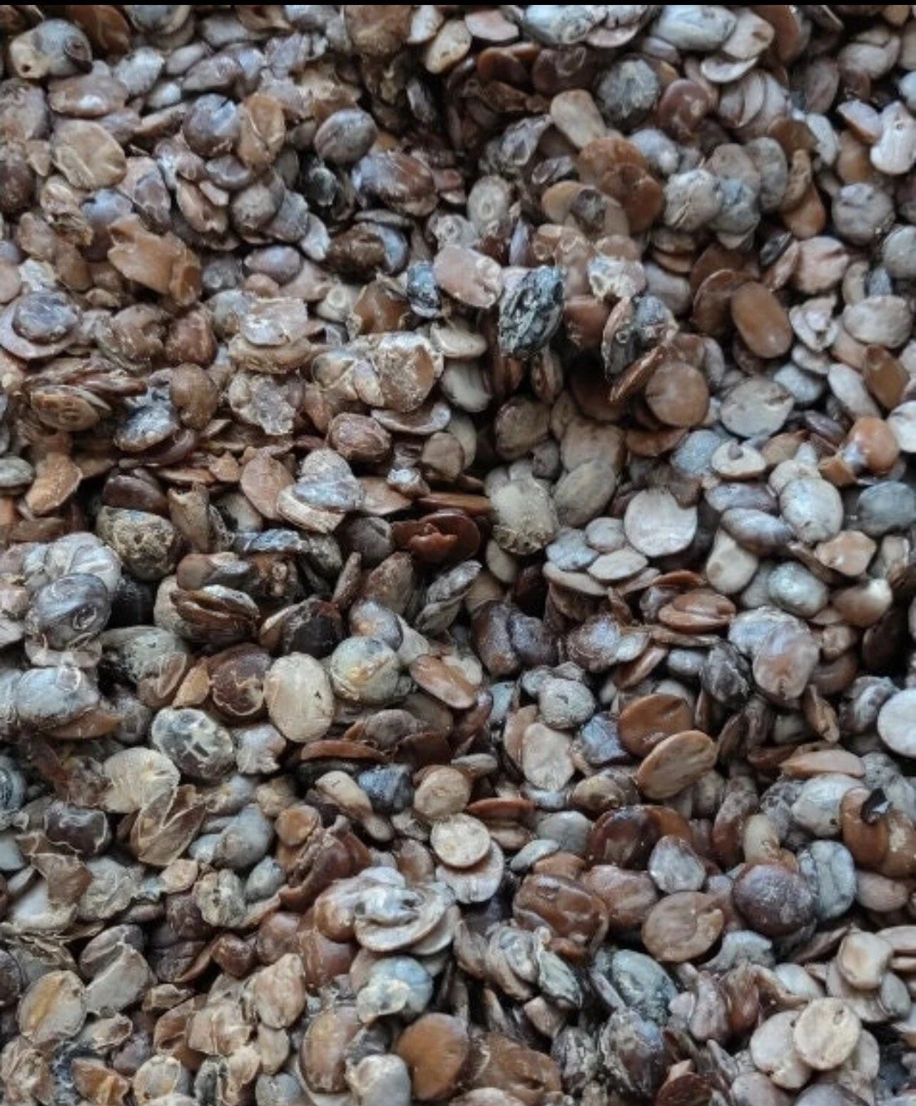 Fresh Irú Locust Beans 16OZ container Stone Free/100% money back guaranteed gallery