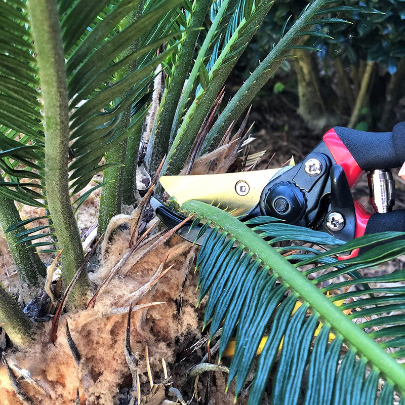 - Pruning Shears Garden Shears 8 Professional Titanium Blade Garden gallery