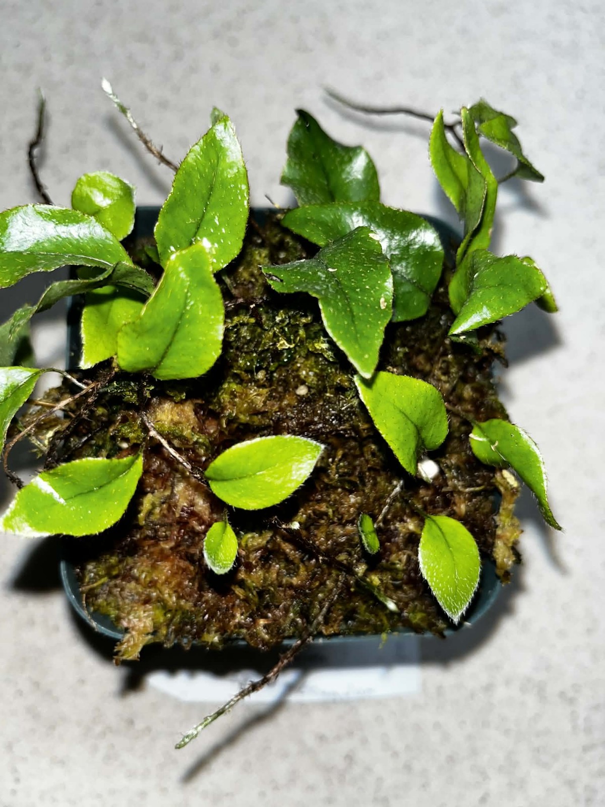Microgramma sp. 1 Ecuador 4 Inch Pot Rare gallery