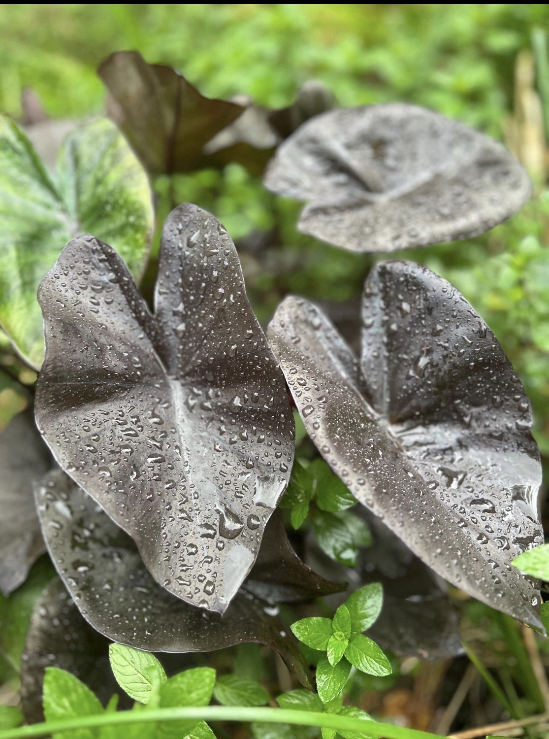 Black Magic - Colocasia esculenta- Elephant Ear - SMALL ROOTED STARTER Plant gallery