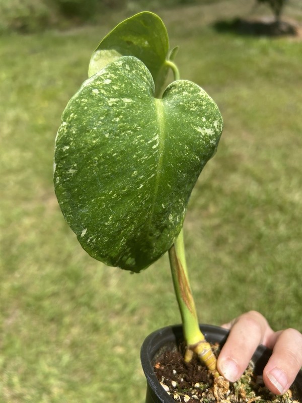 monstera mint variegated Live Plant gallery