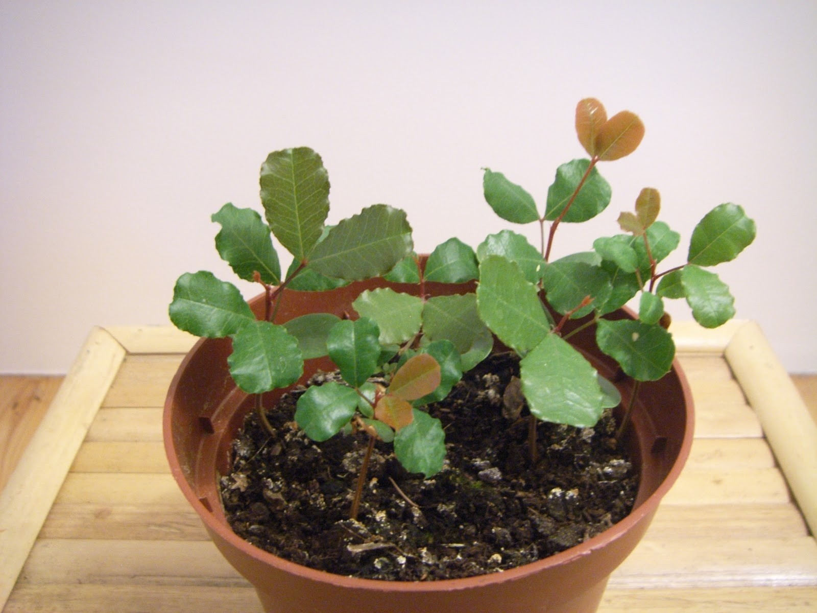 Carob Tree Seeds select 10 - 30 - 240 Seeds St. John's Bread Ceratonia siliqua gallery