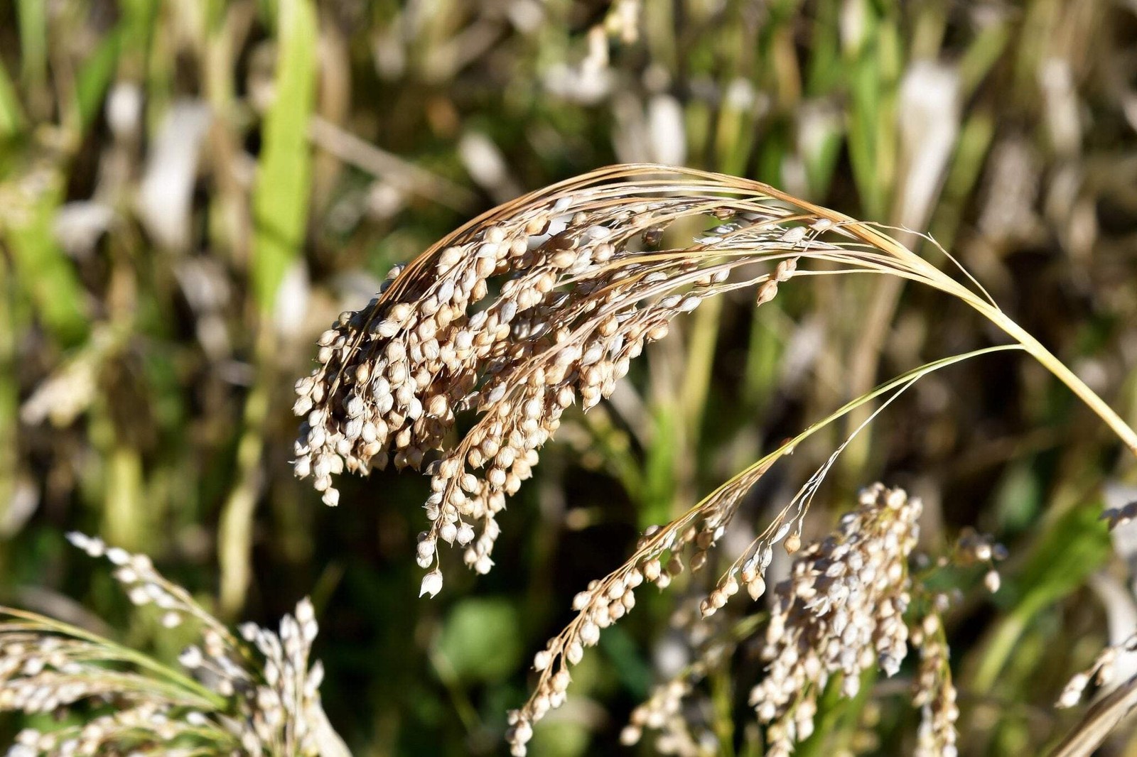 Proso Millet Seed | Deer Upland Birds Food Plots Late Season Grain Cover Habitat gallery