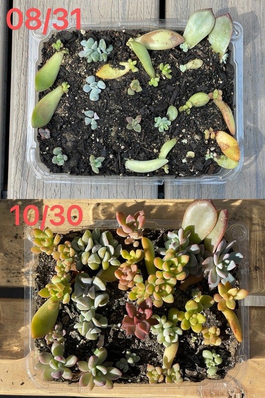 20 Succulent Leaves Starter Kit Assorted Varieties Easy Propagation for Beginner gallery