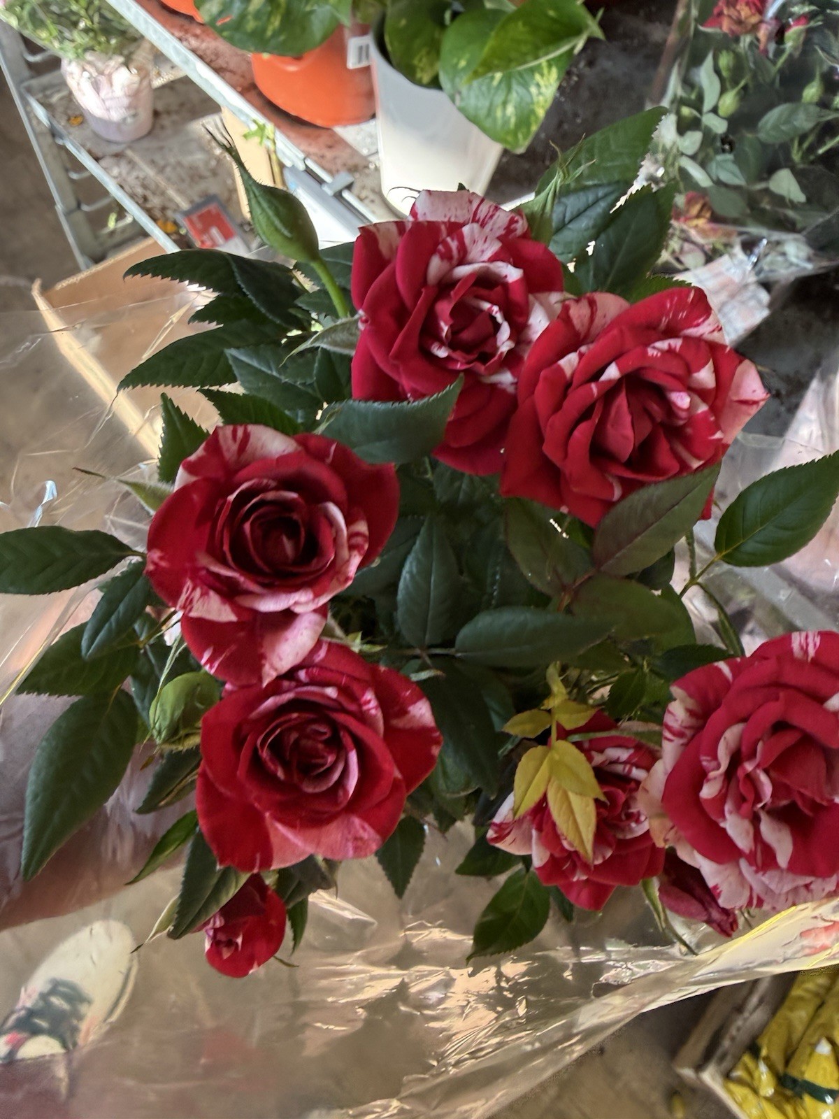 Mini Rose Plant Red and Pink gallery
