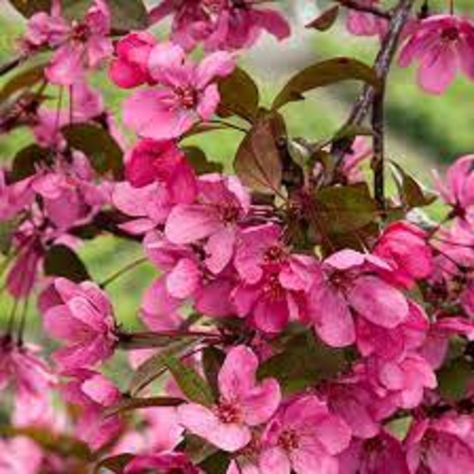 Flowering Crabapple tree! Big spring bloomer Fast growing! 10 unrooted cuttings gallery