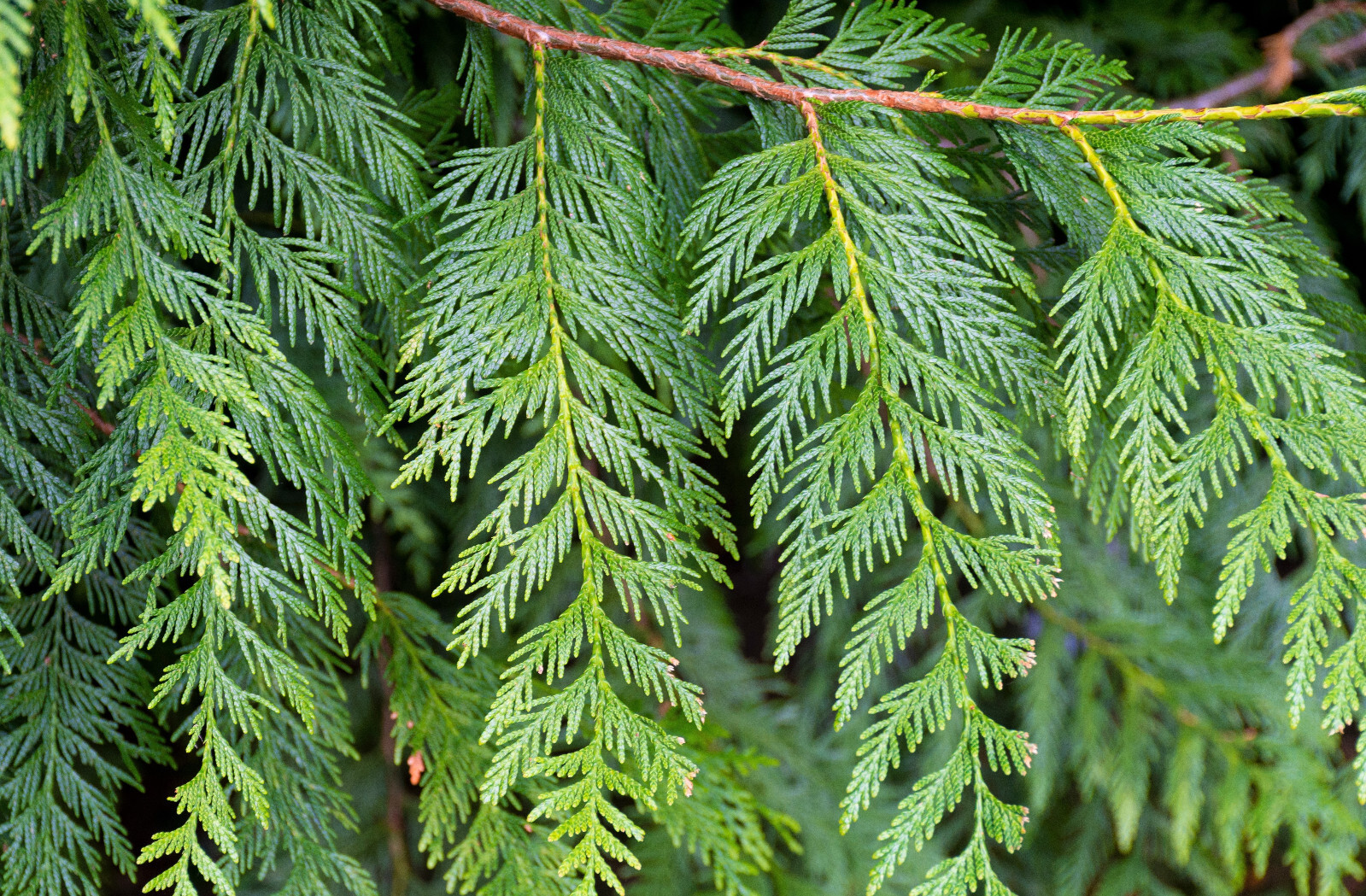 Western Red Cedar Tree (Thuja plicata) -3 Yr Old Potted Seedling 24" - 30" Tall gallery