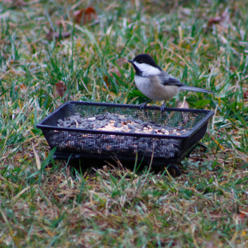 IvyMore Square Mesh Birdfeeder Ground Feeding Tray Wild Bird Feeder + Bonus gallery
