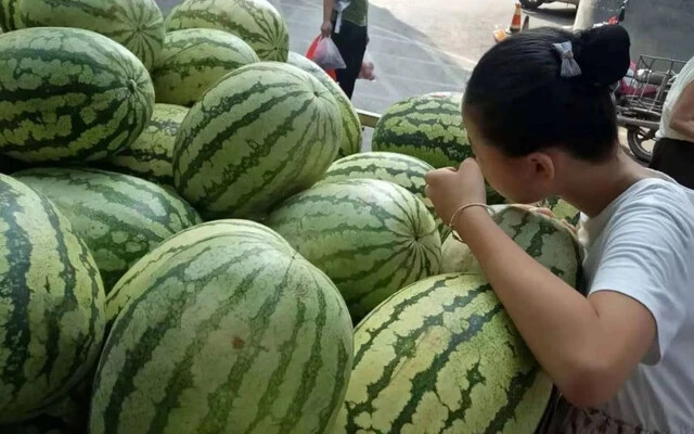 Giant Red Watermelon Seeds gallery