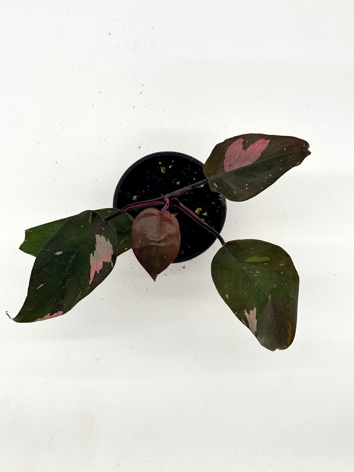 Philodendron Pink Princess rare live house plant in 4 inch pot gallery