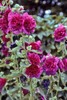 Alcea rosea | Chater's Double Violet | 20 Seeds gallery