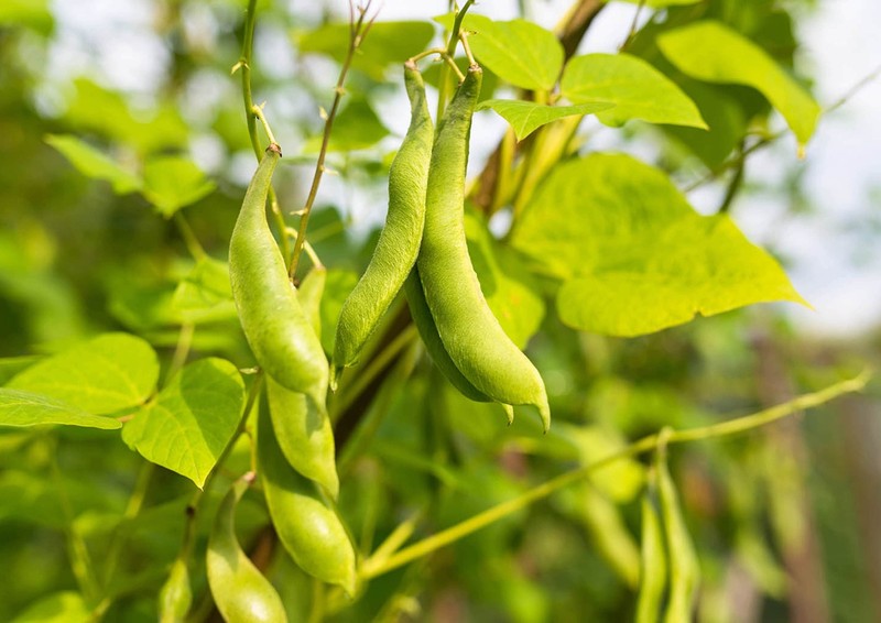 Black Beans - Sproutable, Kosher, Raw, Vegan - by Food To Live gallery