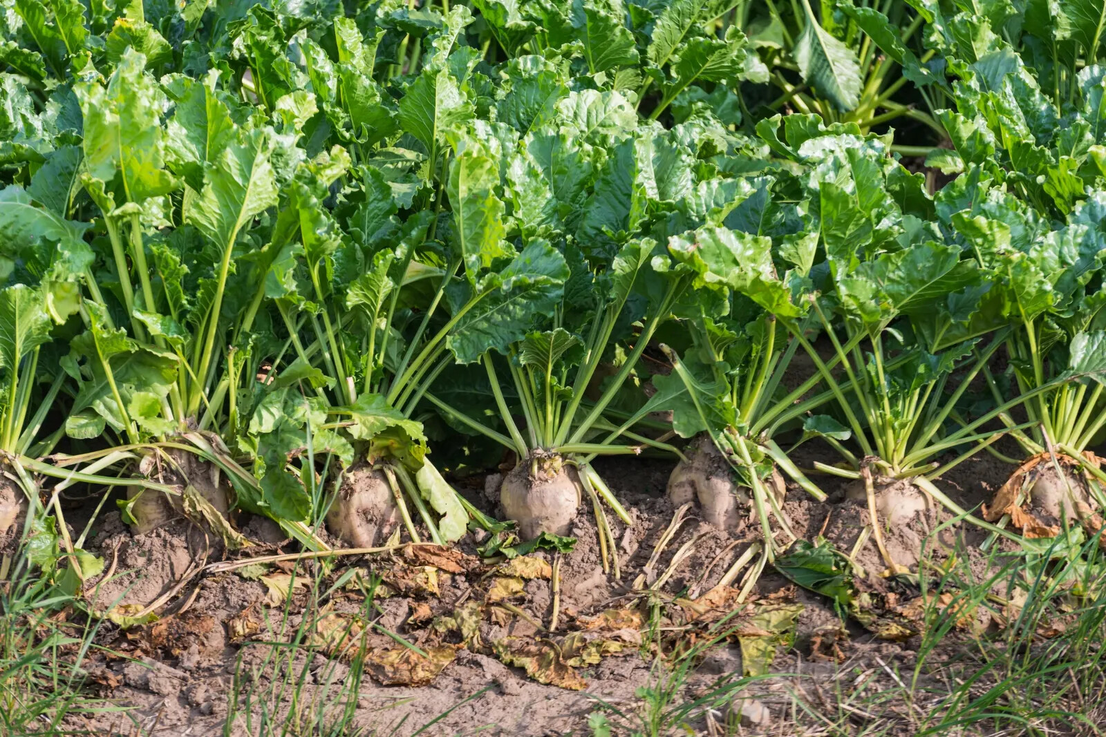 Sugar Beet Seeds, NON-GMO, Fodder Beet, Remolacha, Betterave, FREE SHIPPING gallery
