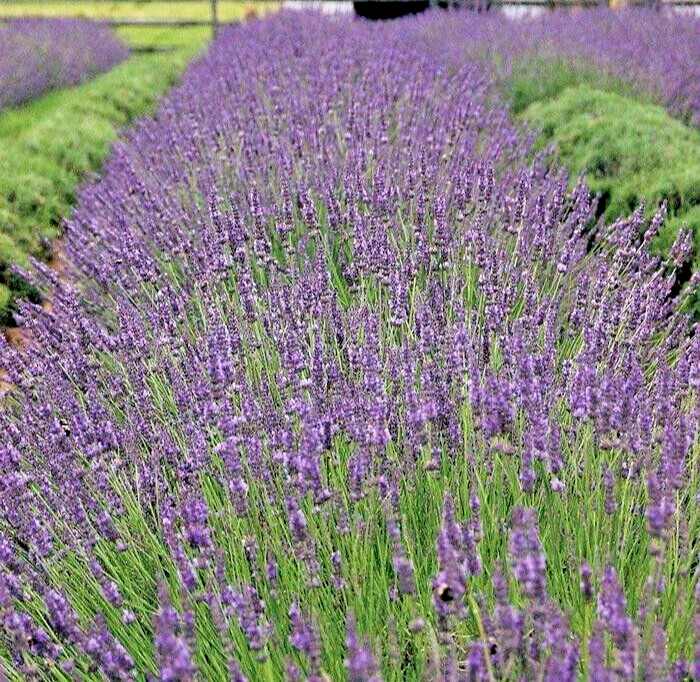 Phenomenal Lavender Live Plant, Healthy Starter, Easy-to -Grow Perennial Herb gallery