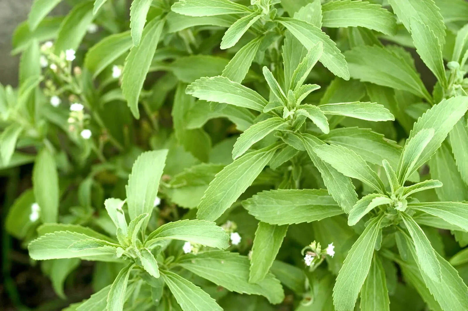 Stevia Seeds - Sweet Herb - 7 counts gallery