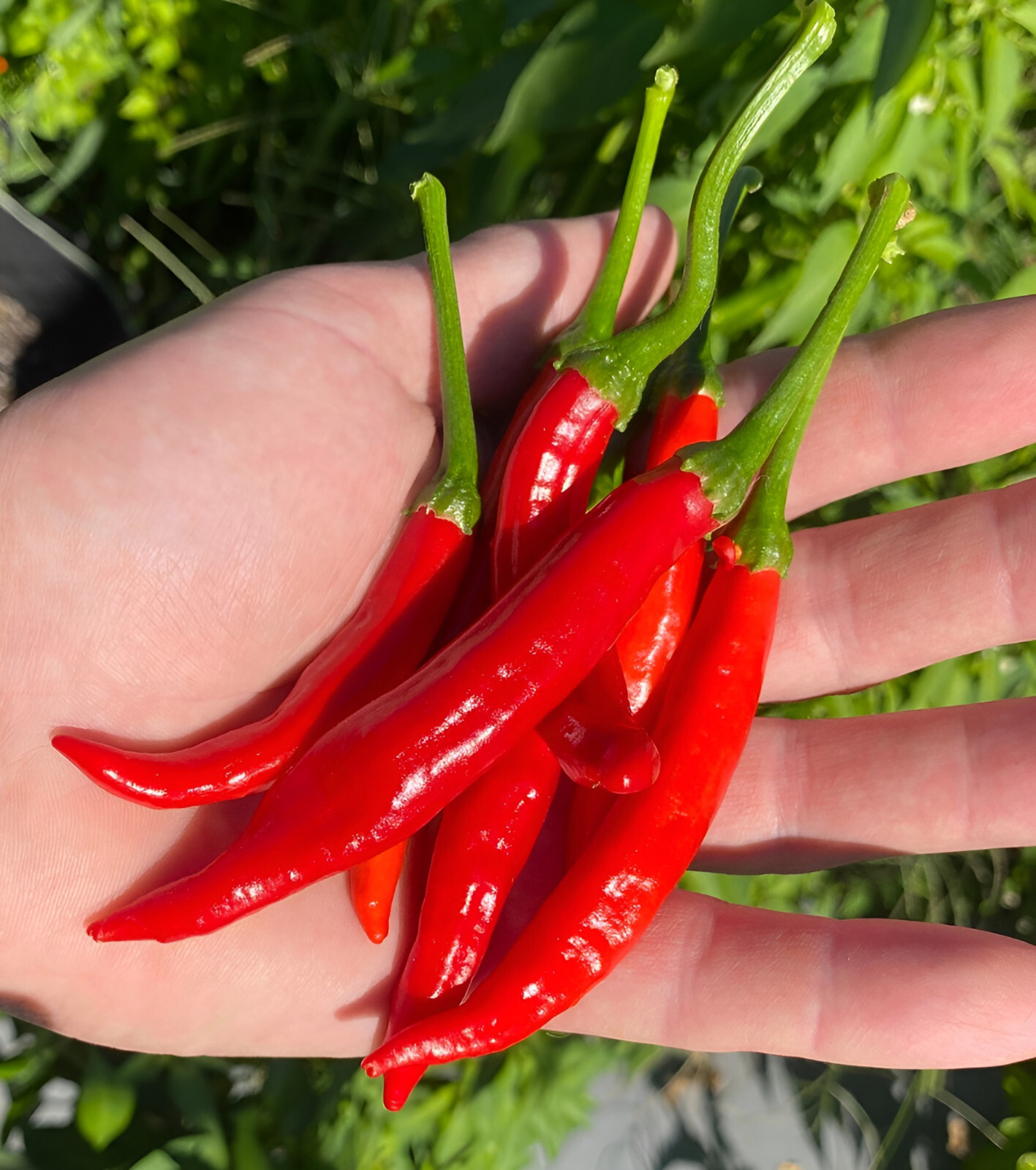 100 Heirloom Zero Heat Cayenne Pepper Seeds – Sweet Zero SHU Chili Seeds Non-GMO gallery