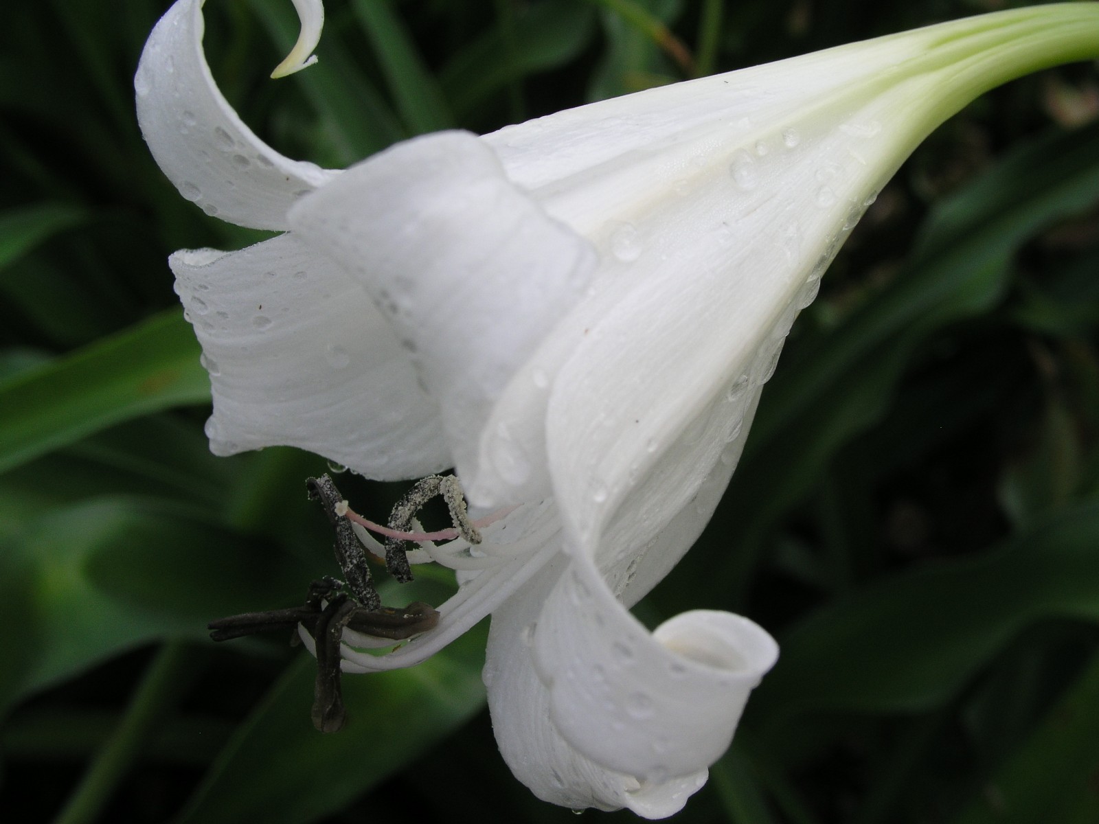 Crinum Lily, False White Queen, Large, blooming-size bulb, NEW gallery