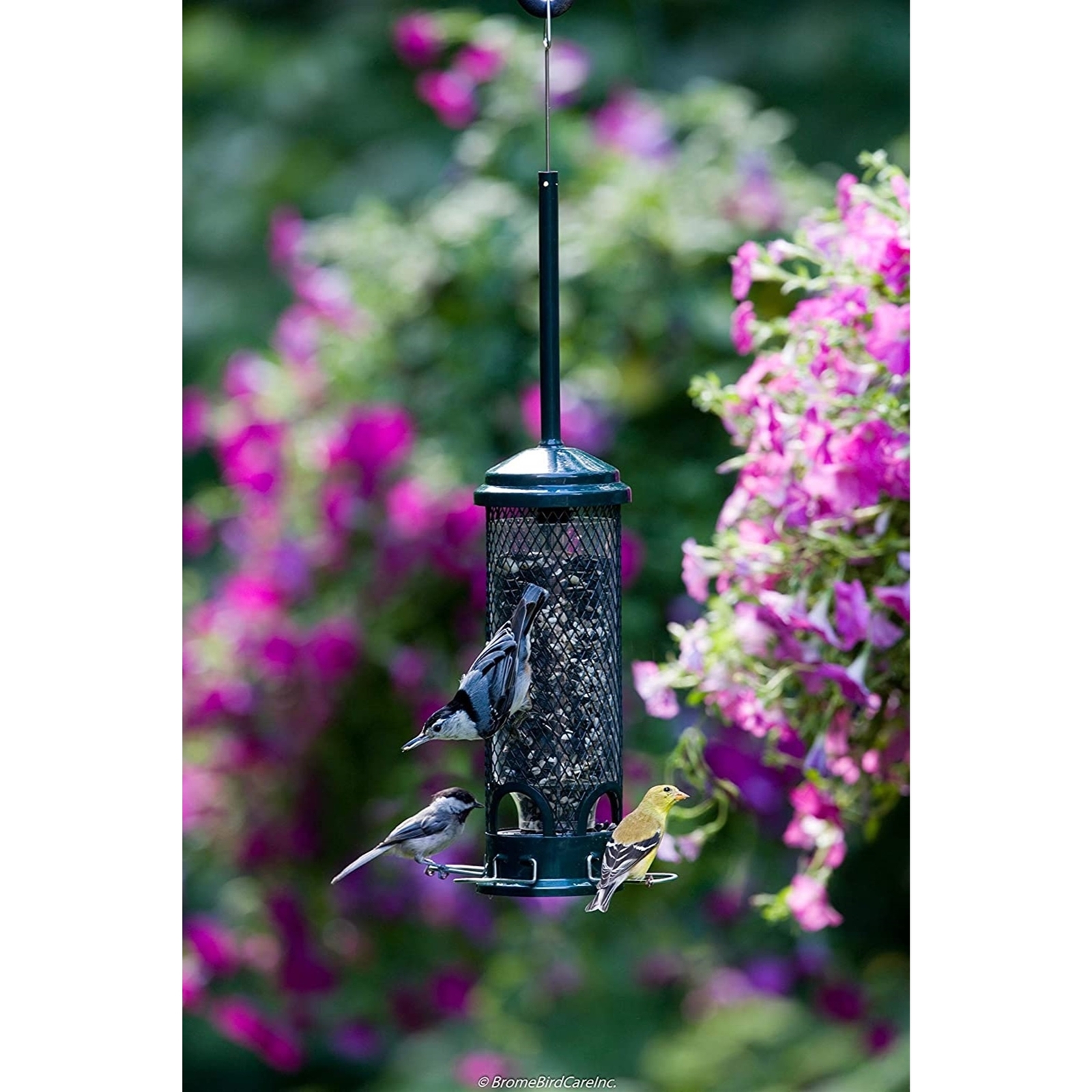 Brome Squirrel Buster Mini Bird Feeder, Squirrel Proof gallery