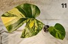 Monstera Aurea Marilyn (Large Form) In 4" Inch Pot 21 1/2" Inches Tall gallery
