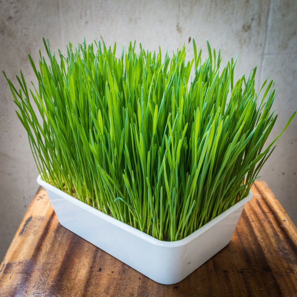 16 oz Wheatgrass gallery