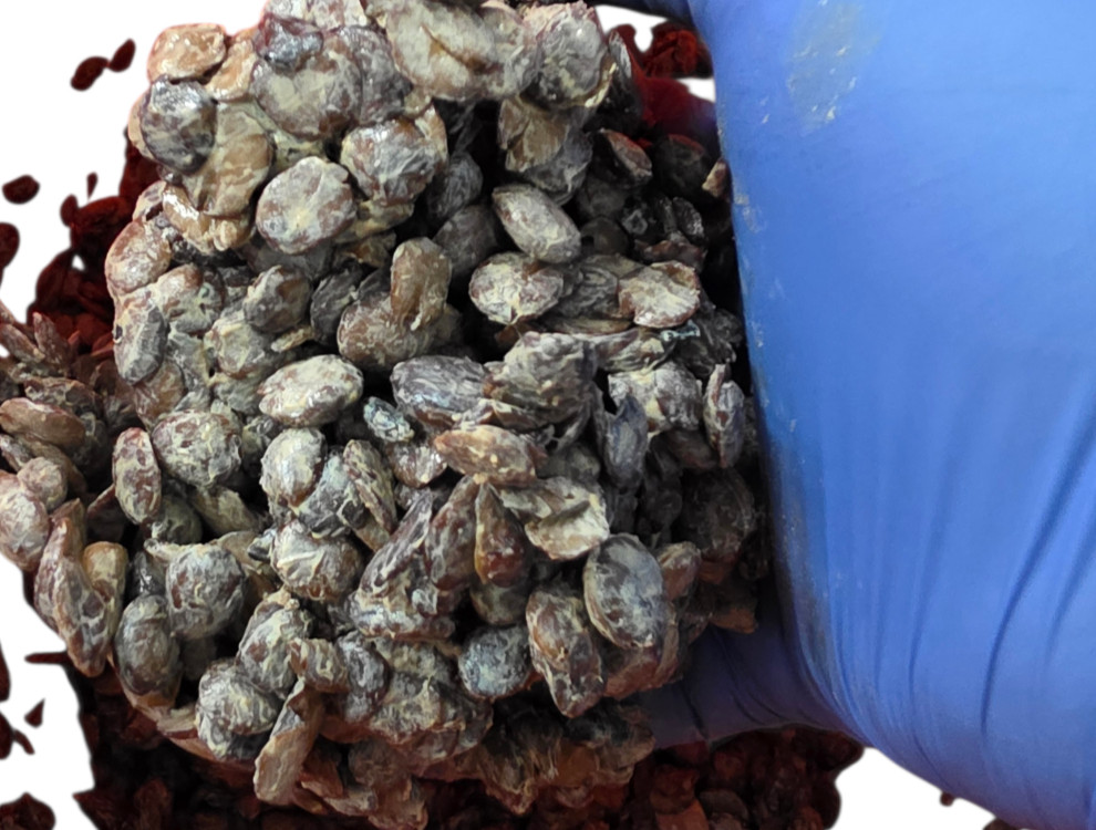 Fresh Irú Locust Beans 16OZ container Stone Free/100% money back guaranteed gallery