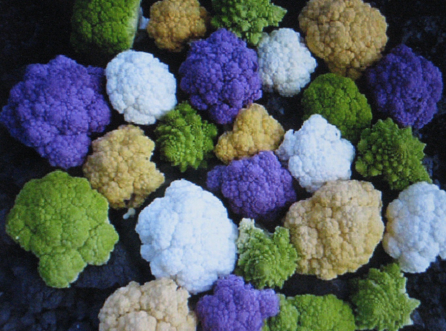 Rainbow Blend Cauliflower * Broccoli * Mixed Colors* 150 SEEDS * Healthful* gallery