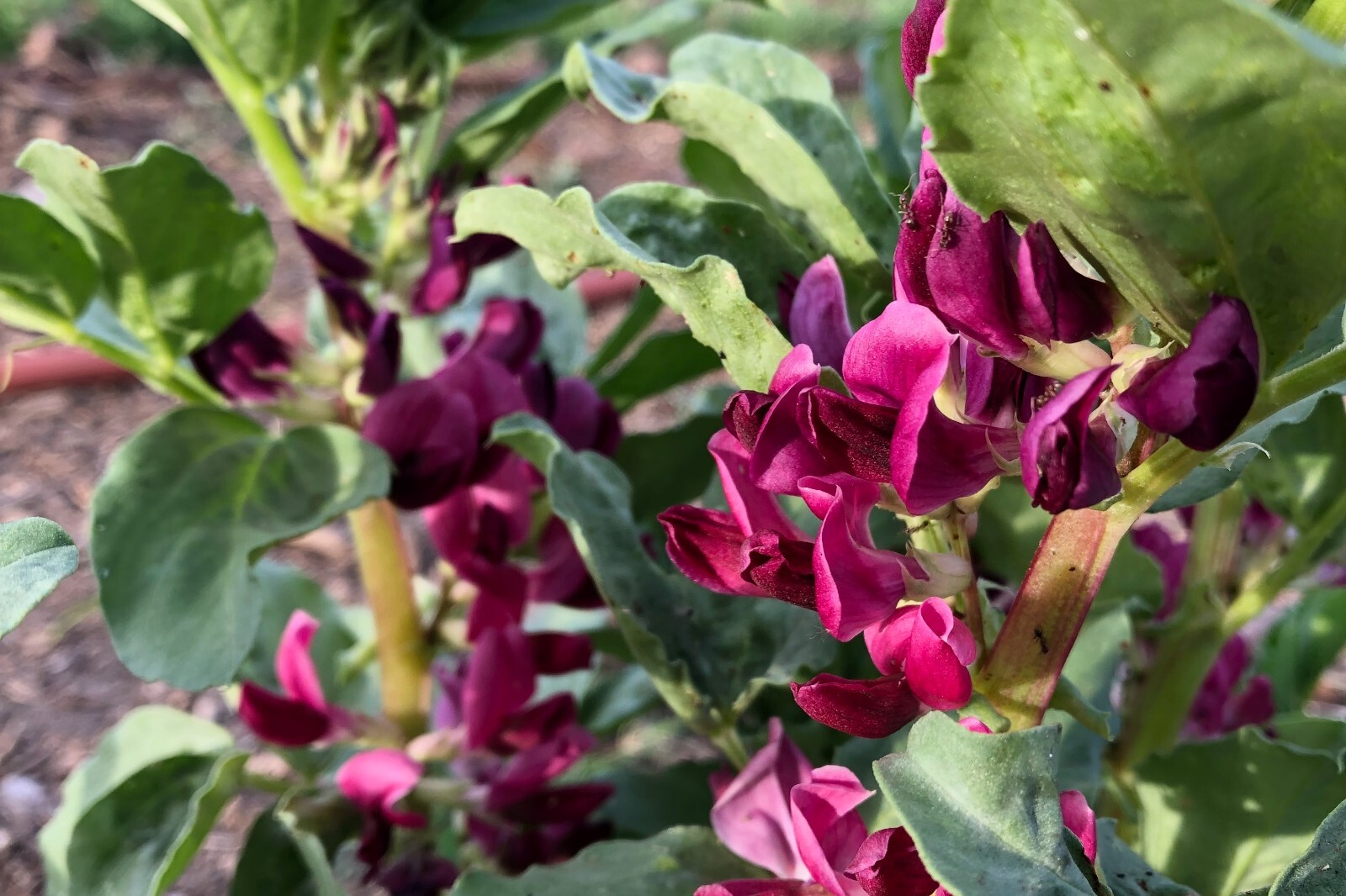 Crimson Flowered Fava Beans: Scarlet Red, Dark Green Bean, Heirloom Non-GMO Bulk gallery