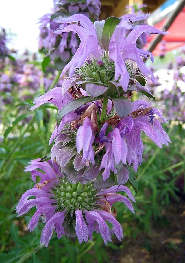 Monarda citriodora | Lemon Mint | Lemon Bee Balm | 1000 Seeds gallery