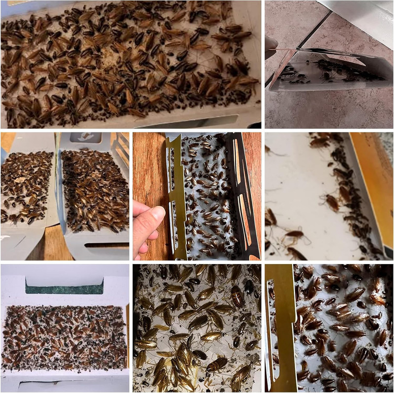 20 Pack Indoor Roach Traps, Glue Traps Safe for Children and Pets gallery
