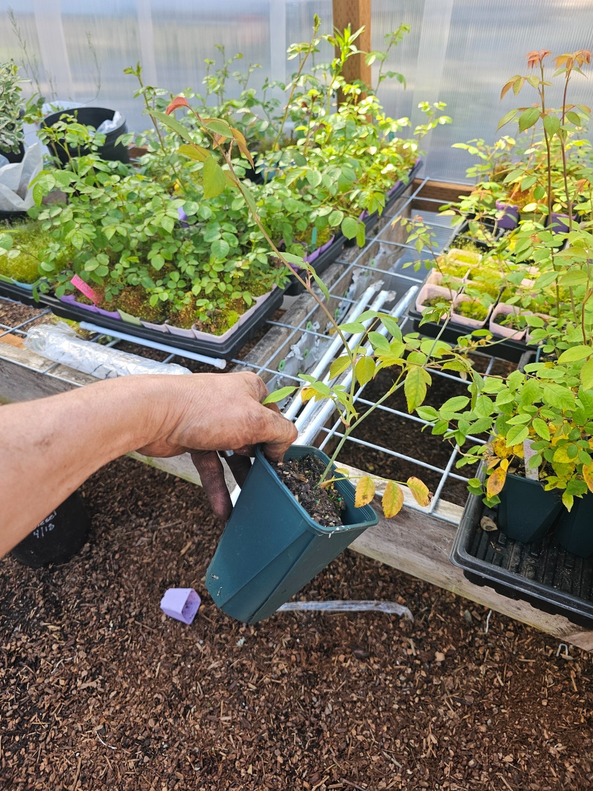 2-PACK LARGE WHITE CLIMBING ROSE IN 6" POT, GROWS 20FT OR MORE gallery