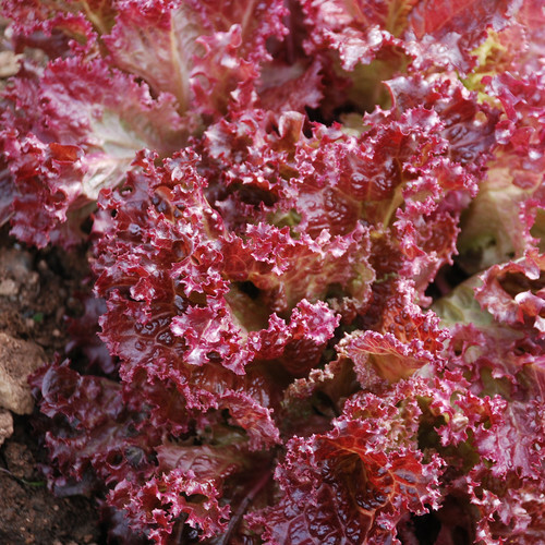 250 SEEDS - lettuce, Lolla Rosa, Red Leaf - GroCo USA - BUY 15-SHIPS FREE gallery