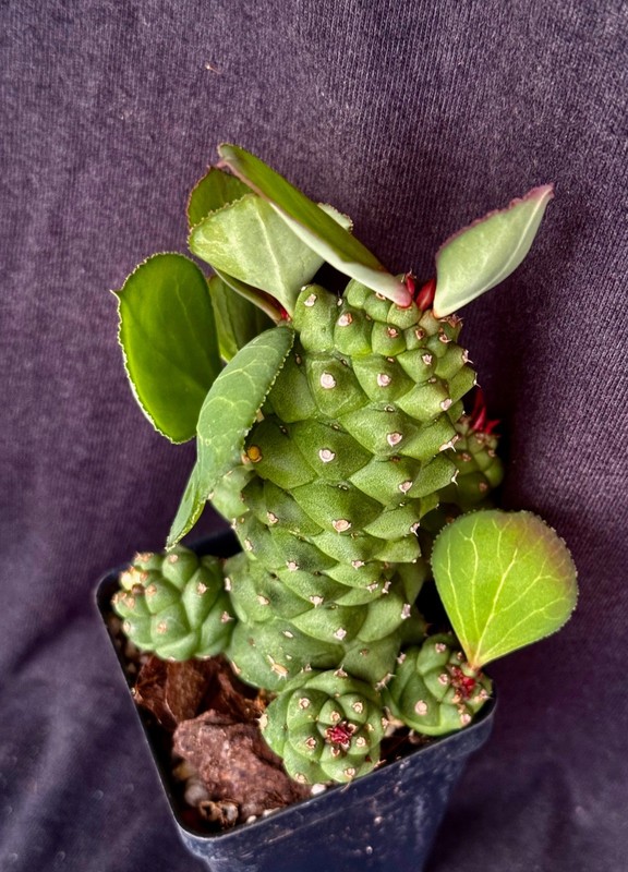 Monadenium ritchiei, succulent gallery