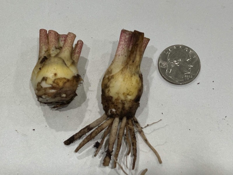 CHERRY Double Polianthes Tuberose Bulbs - US Seller gallery