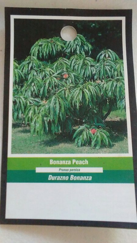 BONANZA PEACH 3'-4' Tree Live Healthy Trees Fruit Garden Plant Sweet Peaches gallery
