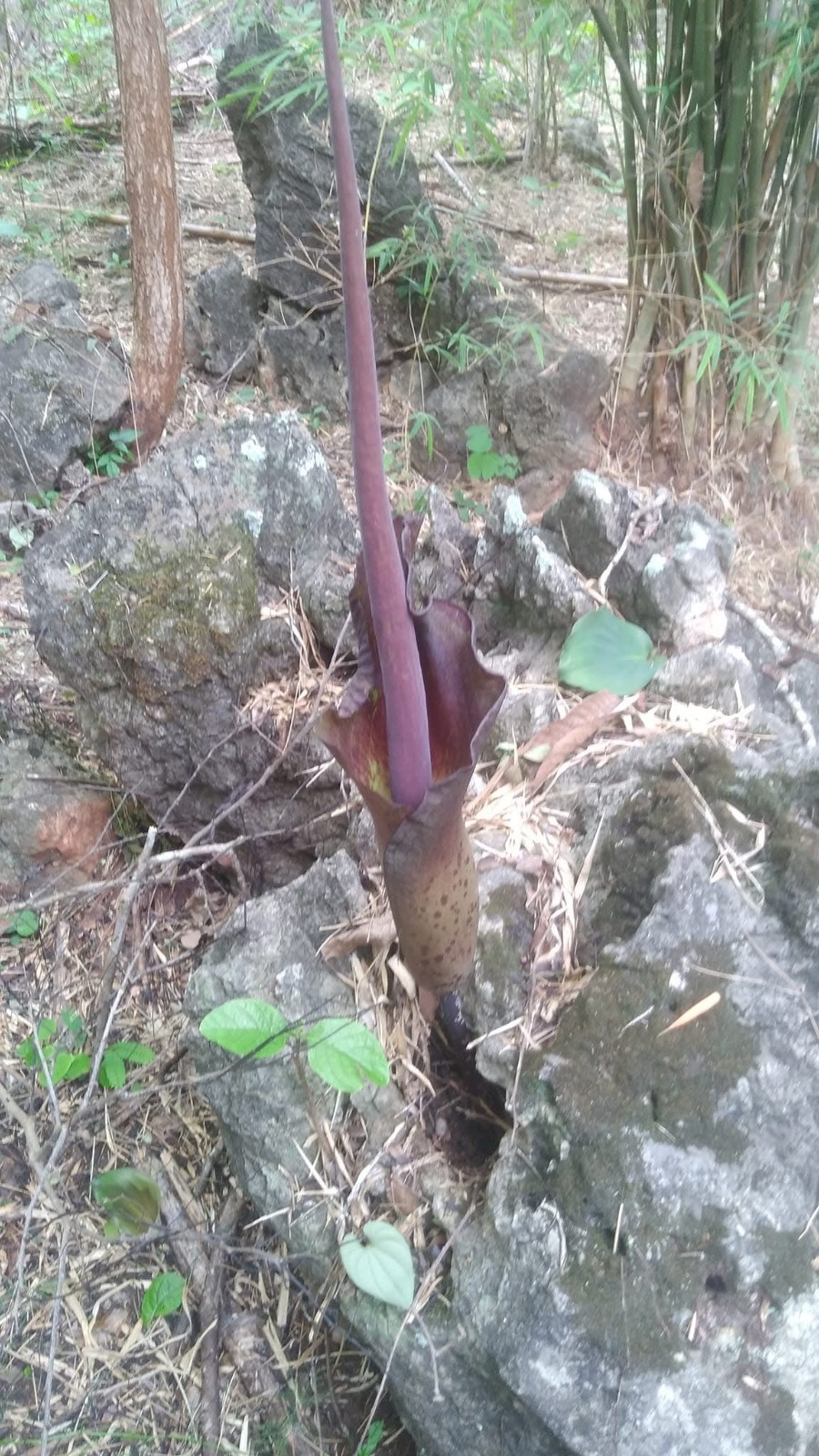 1 New ! Amorphophallus maxwellii (Rare plant) Thailand gallery