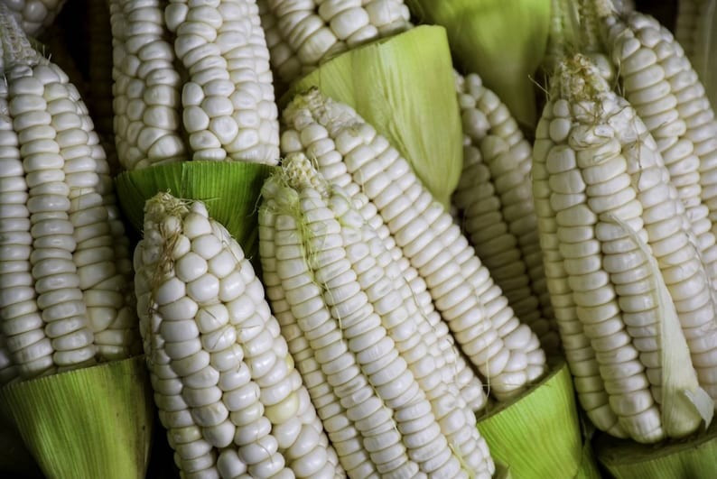 Peruvian Mountain Corn Seeds (30) / Peruvian Maiz Montana / Massive / Rare gallery