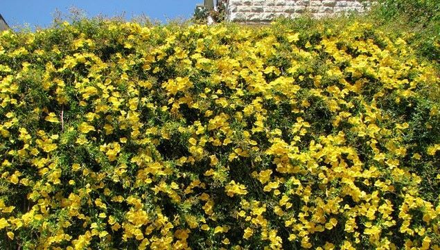 BIGNONIA "YELLOW" CROSSVINE*Rooted Starter Plant*USA SELLER*ATTRACTS BUTTERFLIES gallery