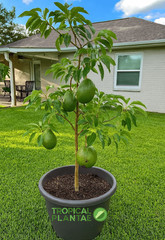 Marcus Pumpkin Avocado Tree – Live Tropical Fruit Tree – Rare Variety – NO CA