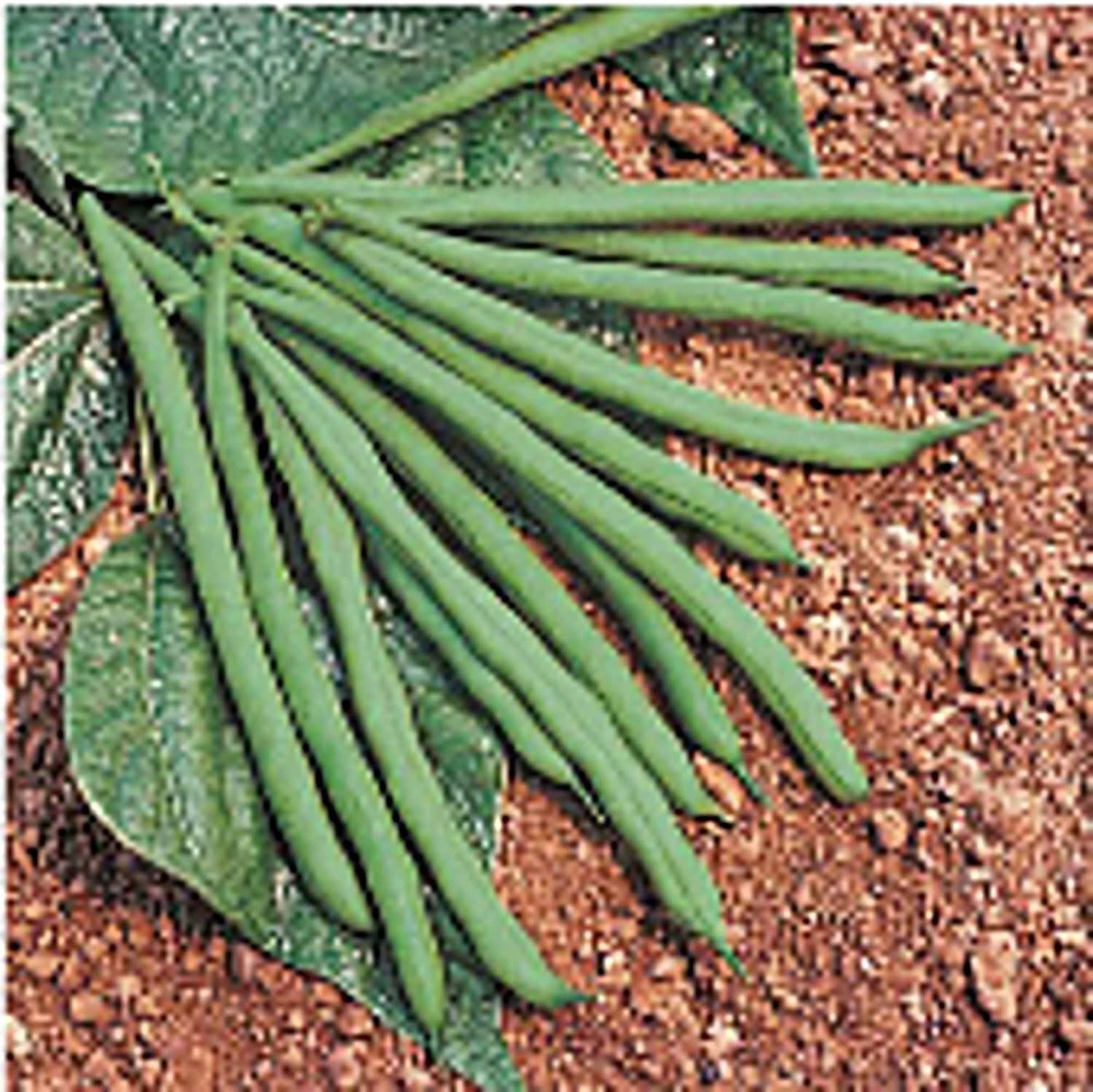 Jade Bush Beans Seeds (20+ Seeds) | Non GMO | Vegetable Fruit Herb Flower Seeds gallery