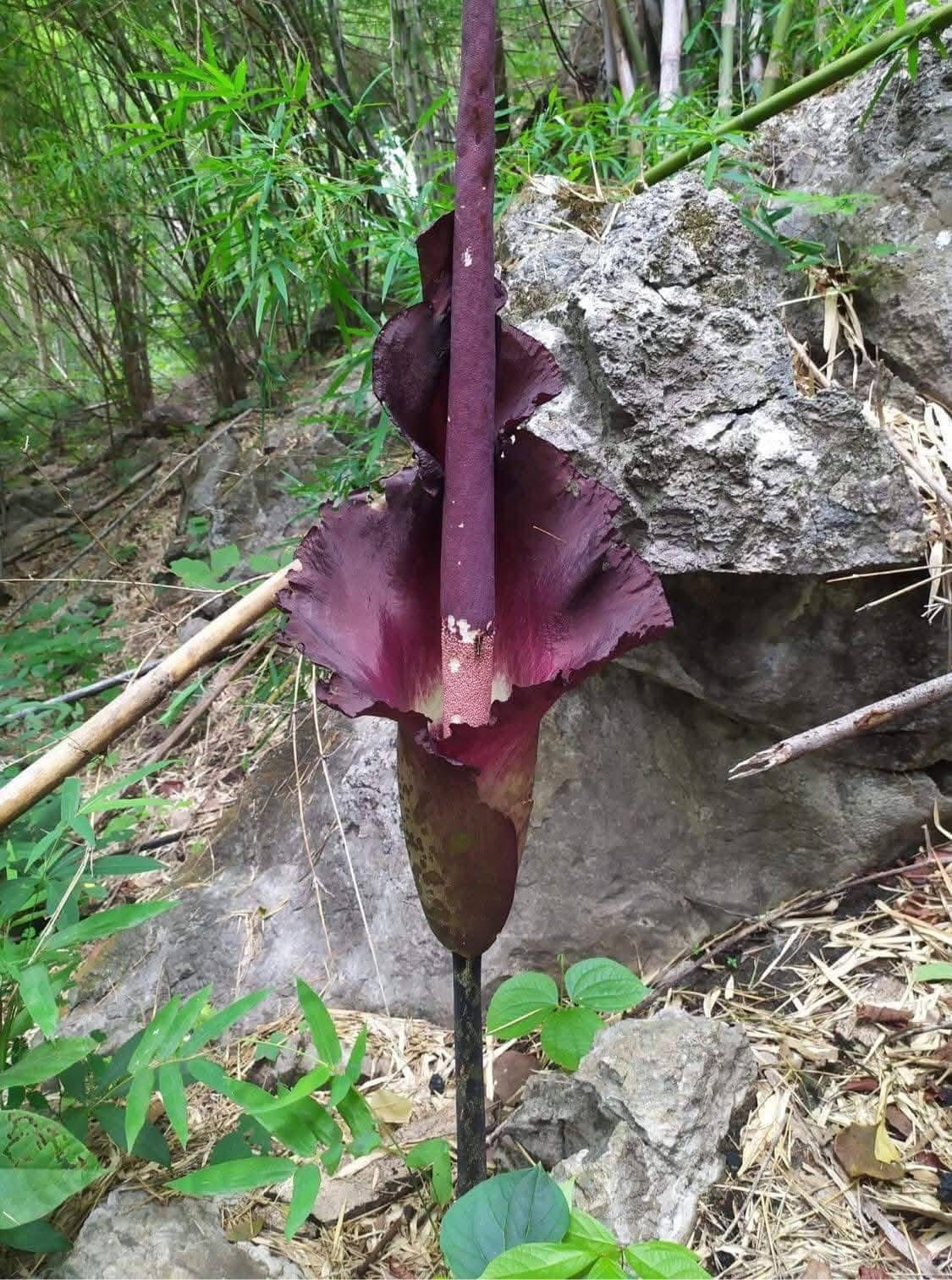 1 New ! Amorphophallus maxwellii (Rare plant) Thailand gallery