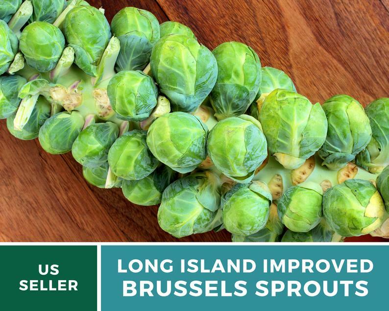 Brussels Sprouts, Long Island Improved - 150 Seeds - Heirloom - GMO Free gallery